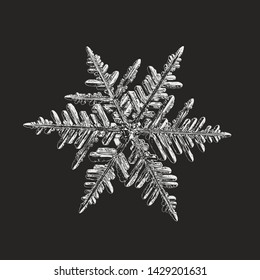 Snowflake isolated on black background. Vector illustration based on macro photo of real snow crystal: beautiful stellar dendrite with complex, elegant arms, ornate shape and glossy, relief surface.