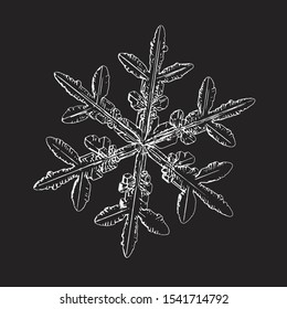 Snowflake isolated on black background. Vector illustration based on real snow crystal at high magnification: elegant stellar dendrite with six thin, fragile arms, ornate shape and complex details.
