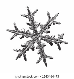 Snowflake isolated on white background. Vector illustration based on macro photo of real snow crystal: elegant stellar dendrite with fine hexagonal symmetry, relief surface and six thin, elegant arms.