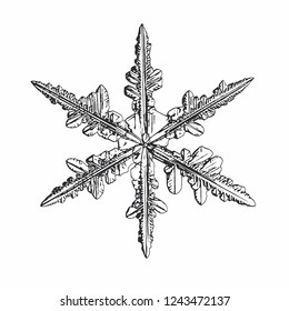 Snowflake isolated on white background. Vector illustration based on macro photo of real snow crystal: elegant stellar dendrite with fine hexagonal symmetry, ornate shape and complex inner details.