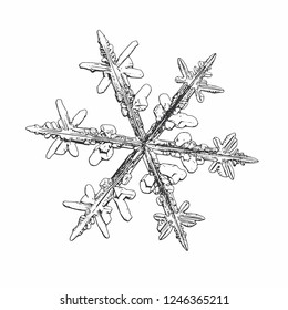 Snowflake isolated on white background. Vector illustration based on macro photo of real snow crystal: elegant stellar dendrite with fine hexagonal symmetry, ornate shape and complex inner details.