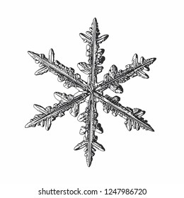Snowflake isolated on white background. Vector illustration based on macro photo of real snow crystal: elegant stellar dendrite with fine hexagonal symmetry, ornate shape and complex inner structure.