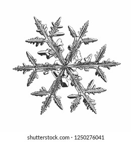 Snowflake isolated on white background. Vector illustration based on macro photo of real snow crystal: complex stellar dendrite with fine hexagonal symmetry, ornate shape and six thin, elegant arms.