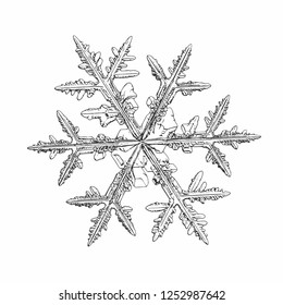 Snowflake isolated on white background. Vector illustration based on macro photo of real snow crystal: complex stellar dendrite with fine hexagonal symmetry, ornate shape and elegant inner structure.