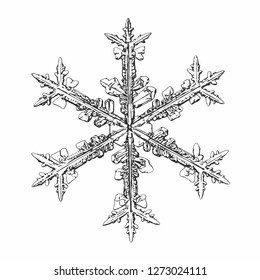Snowflake isolated on white background. Vector illustration based on macro photo of real snow crystal: elegant stellar dendrite with fine hexagonal symmetry, ornate shape and complex inner details.