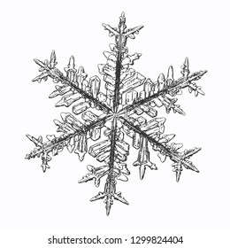 Snowflake isolated on white background. Vector illustration based on macro photo of real snow crystal: elegant stellar dendrite with fine hexagonal symmetry, ornate arms and glossy, relief surface.
