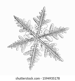 Snowflake isolated on white background. Vector illustration based on real snow crystal: elegant stellar dendrite with hexagonal symmetry, flat, fragile arms, ornate shape and complex inner details.