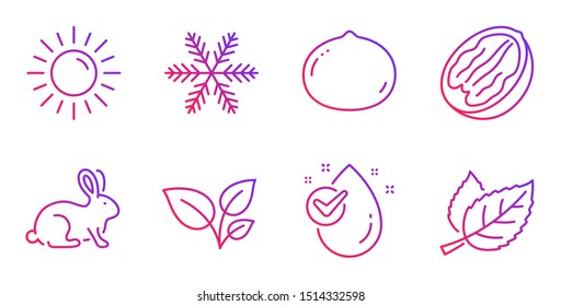 Snowflake, Macadamia nut and Animal tested line icons set. Water drop, Leaves and Pecan nut signs. Sun, Leaf symbols. Air conditioning, Vegetarian food. Nature set. Gradient snowflake icon. Vector