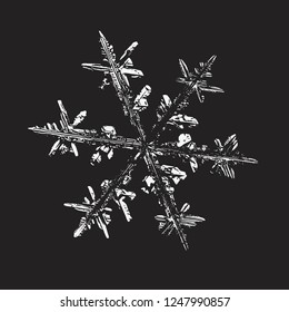 Snowflake on black background. Vector illustration based on macro photo of real snow crystal: elegant stellar dendrite with fine hexagonal symmetry, complex ornate shape and beautiful inner details.