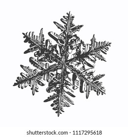 Snowflake on white background. This vector illustration based on macro photo of real snow crystal: complex stellar dendrite with fine hexagonal symmetry, ornate shape and six thin, elegant arms.