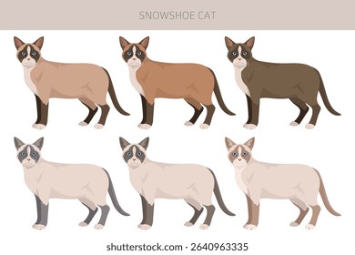 Snowshoe Cat clipart. All coat colors set.  All cat breeds characteristics infographic. Vector illustration