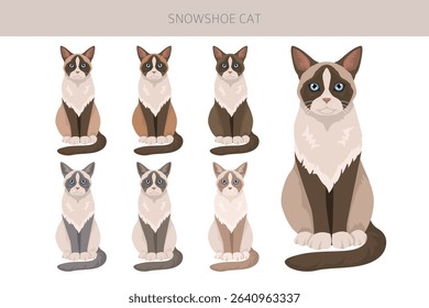 Snowshoe Cat clipart. All coat colors set.  All cat breeds characteristics infographic. Vector illustration