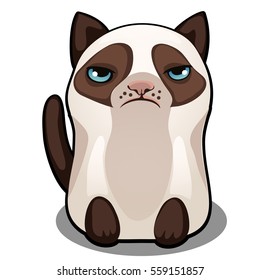 Snowshoe siamese grumpy fat cat isolated on a white background. Vector cartoon close-up illustration.