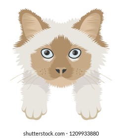 
Snowy Cat Flat Icon
