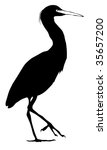 Snowy Egret