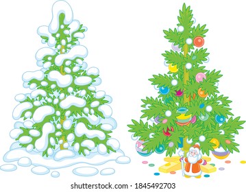 Snowy green fir in a winter forest and a decorated Christmas tree with colorful balls, garlands and a small toy Santa Claus under prickly branches, vector cartoon illustrations