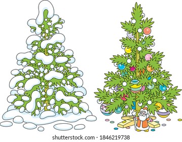Snowy green fir in a winter forest and a decorated Christmas tree with colorful balls, garlands and a small toy Santa Claus under prickly branches, vector cartoon illustrations