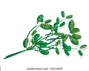 Snowy green mistletoe - vector illustration