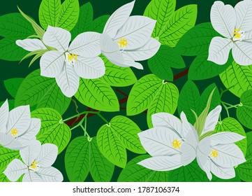 Snowy Orchid Flowers or Bauhinia Acuminata Flowers on Green Background