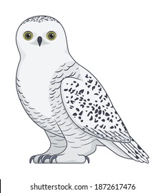 Snowy owl bird on a white background. Cartoon style vector illustration