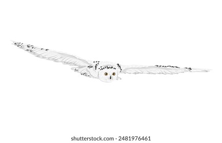 Buho nevado Bubo escandacus vuela extendiendo sus alas. Pájaros de Vector realistas del Norte.