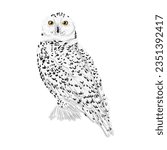 Snowy Owl Bubo scandiacus. Realistic vector birds of the North.