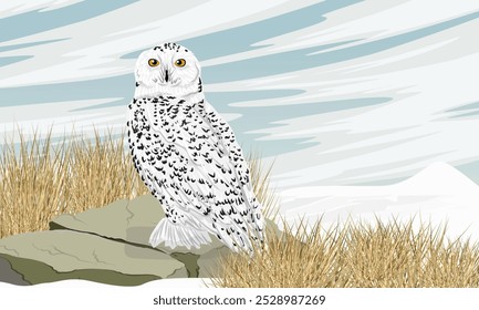 A snowy owl on a snowy field. Wild birds of the Arctic. Realistic vector landscape