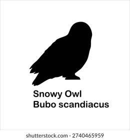 Snowy Owl Silhouette Vector Illustration with Scientific Name Bubo scandiacus