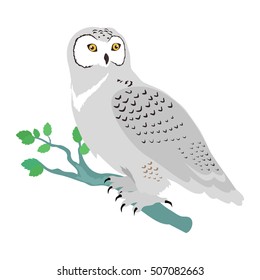 Snowy owl vector. Predatory birds wildlife concept in flat style design. North fauna illustration for ,encyclopedia, childrens books illustrating. Beautiful snowy owl bird seating isolated on white.