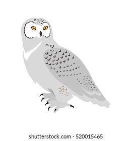 Snowy owl vector. Predatory birds wildlife concept in flat style design. North fauna illustration for ,encyclopedia, childrens books illustrating. Beautiful snowy owl bird seating isolated on white.