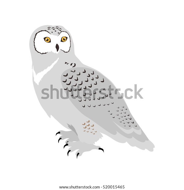 Snowy Owl Vector Predatory Birds Wildlife Stock Vector (Royalty Free ...