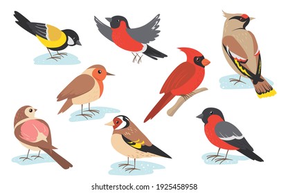 Snowy time winter birds flying or holding branch. Colorful bullfinch, sparrow, tit, thrush set isolated on white. Vector illustration for nature, wildlife, snow season concept