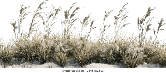 Snowy Wood Rush, Luzula nivea, isolado, frontal, recorte, conjunto, árvore, ilustração vetorial, perene amoroso de sombra, folhagem de cobertura de solo de floresta, projeto de planta de textura de jardim naturalista.