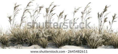 Snowy Wood Rush, Luzula nivea, isolated, frontal, cutout, set, tree, vector illustration, shade‑loving perennial, woodland groundcover foliage, naturalistic garden texture plant design.