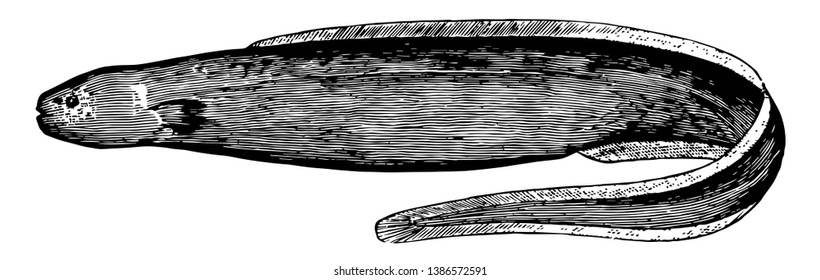 Snubnosed Eel Fish Synaphobranchidae Family Cutthroat Stock Vector ...