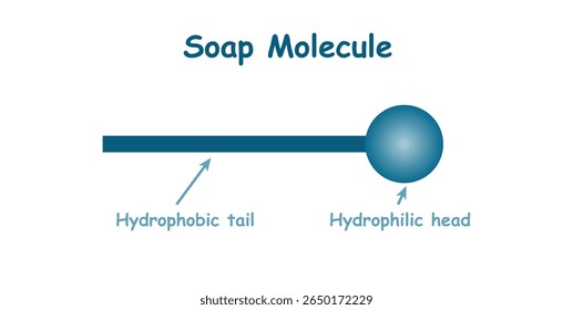 Soap Molecule structure. Hydrophobic tail and hydrophilic head.