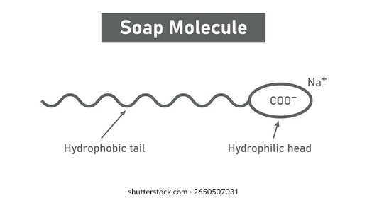 Soap Molecule structure. Hydrophobic tail and hydrophilic head.
