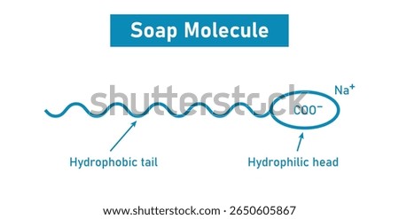Soap Molecule structure. Hydrophobic tail and hydrophilic head.