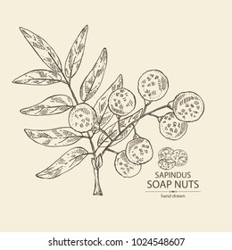 Nueces de jabón, sapindues: frutas y ramas de nueces y hojas.Ilustración dibujada a mano por vectores.