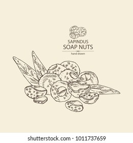 Soap nuts, sapindus: fruit, nuts and leaves. Vector hand drawn illustration.