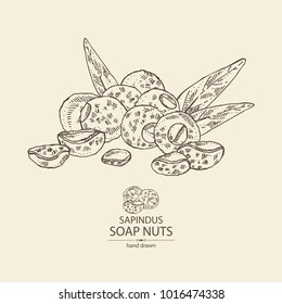 Soap nuts, sapindus: fruit, nuts and leaves. Vector hand drawn illustration.