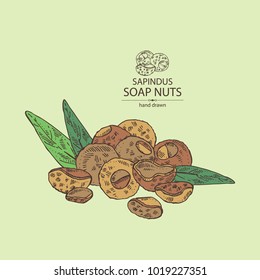 Soap nuts, sapindus: fruit, nuts and leaves. Vector hand drawn illustration.