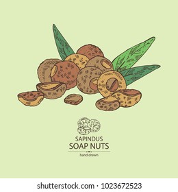 Soap nuts, sapindus: fruit,  nuts and leaves. Vector hand drawn illustration.