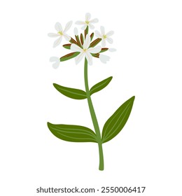 soapwort, saponaria, field flower, vector drawing wild plants at white background, floral element, medicinal herb, hand drawn botanical illustration