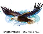 Soaring bald eagle. 
Color, realistic, art portrait of a soaring bald eagle on a white background in a watercolor style.