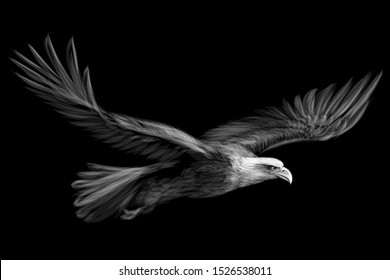 
Soaring bald eagle. Graphic black and white drawing of a bird of prey on a black background.