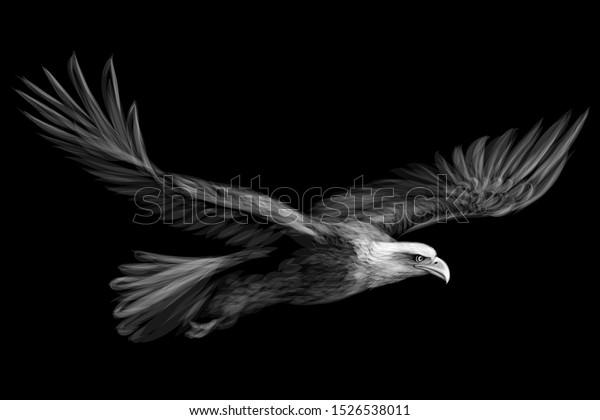 \
Soaring bald eagle. Graphic black and\
white drawing of a bird of prey on a black\
background.