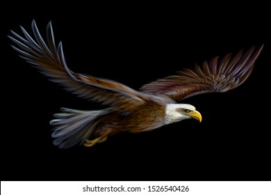 
Soaring bald eagle. Graphic, realistic, color illustration of a bird of prey on a black background.