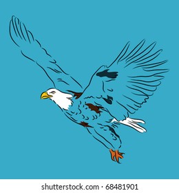 Soaring bald eagle on blue background