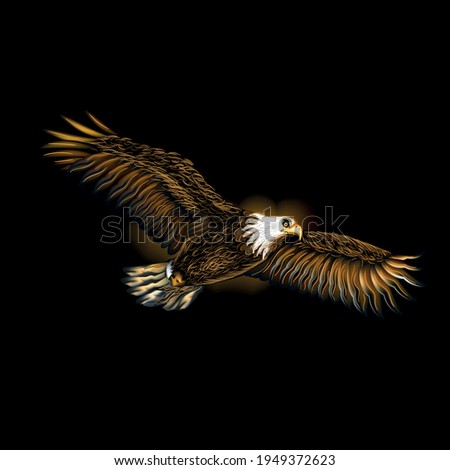 Soaring bald eagle. Realistic art portrait of a soaring bald eagle on a black background.
